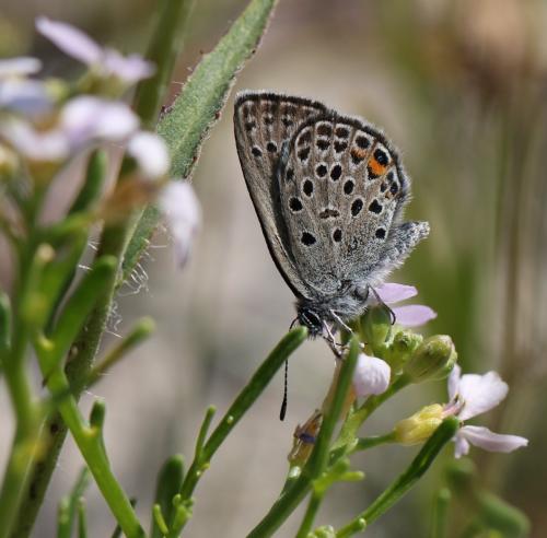 Plebejus optilete